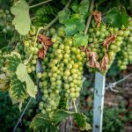 La uva Chasselas cultivada por la mayoría de los viñedos en Lavaux, Suiza