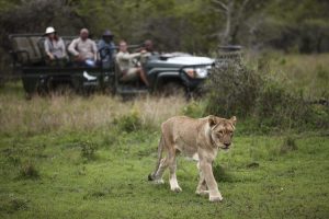 Urlauber im Phinda Reservat beobachten einen Löwen auf Pirschfahrt
