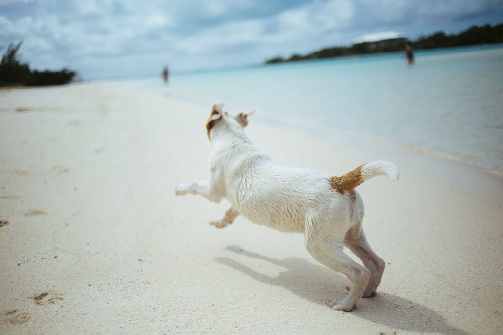 12 playas para perros en Florida