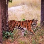 Safaris de Tigres en India: una guía para ver el tigre de Bengala
