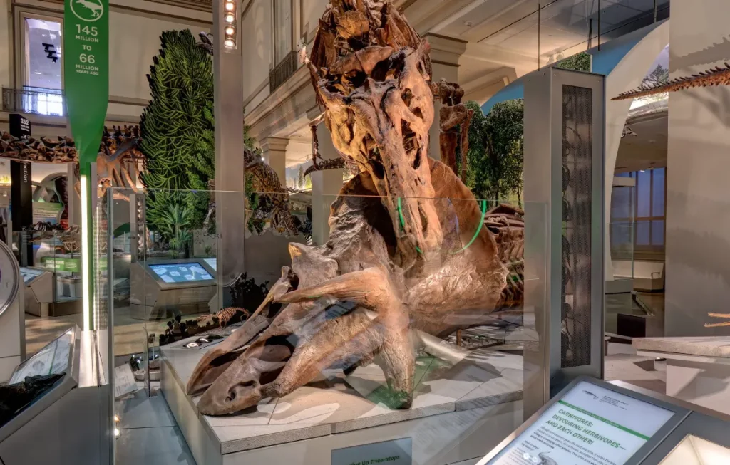 Washington Tiranosaurio Rex