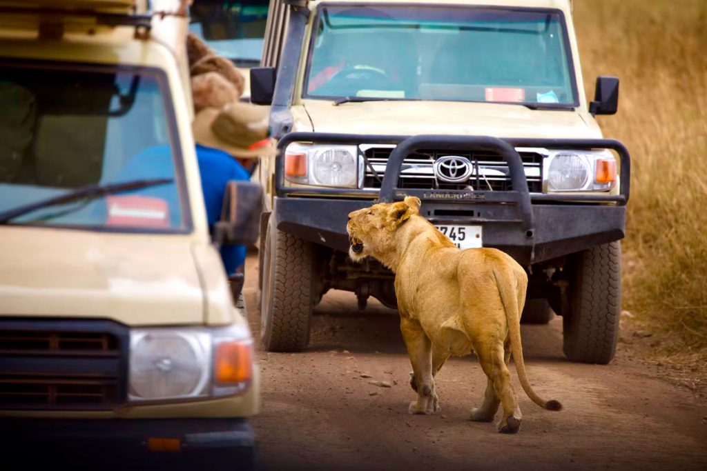 Mejores safaris en Tanzania