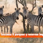 Safari en Tanzania: 6 parques y reservas imperdibles