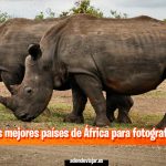 Los mejores países de África para safaris fotográficos