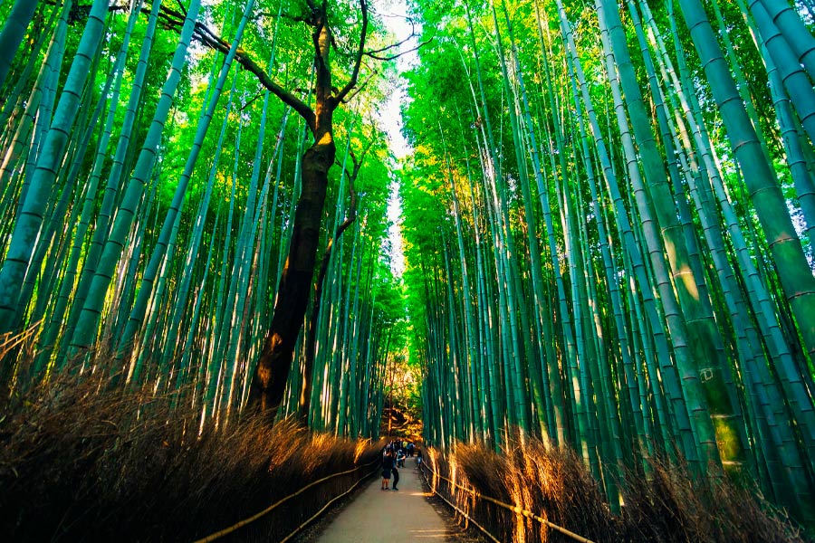 Arboleda de bambú de Arashiyama, Japón